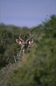 Großer Kudu sondiert die Lage (00016280)
