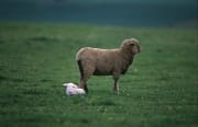 Merino Schaf mit Lamm am Boden liegend (00016405)