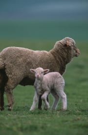 Merino Schaf mit Lamm auf Farmgelaende (00016411)