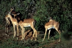Impalas in the afternoon light (00010974)