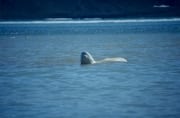 Beluga hebt den Kopf ueber Wasser (00020327)