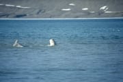 Beluga an der Wasseroberflaeche (00020328)