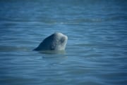 Junger Beluga schaut aus dem Wasser (00020345)