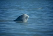 Junger Beluga schaut aus dem Wasser (00020346)
