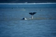 Schwanzflosse eines jungen Belugas ragt aus dem Wasser (00020349)