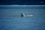 Beluga schaut aus dem Wasser (00020353)