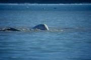 Beluga an der Wasseroberflaeche (00020354)