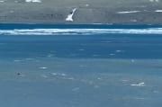 Belugas sind am Cunningham Inlet eingetroffen (00020363)