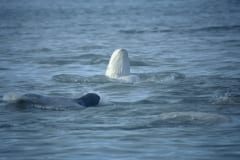 Beluga schaut aus dem Wasser (00020326)