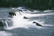 Braunbaeren beim Lachsfischen am Wasserfall (00000042)