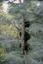 Jugnge Braunbaeren auf dem Baum (00000072)