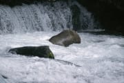 Braunbaer beim Lachsfischen am Wasserfall (00000084)