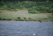 Baerenfamilie unterwegs am Flußufer (00000102)