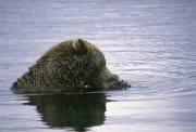 Brown Bear fishing for salmon in the river (00000113)