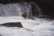 Braunbaer sucht Lachse am Wasserfall (00000925)