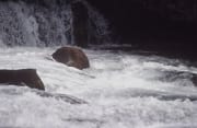 Braunbaer unterwasser Aktivitaeten am Wasserfall (00000926)