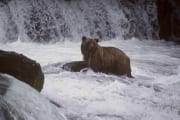 Braunbaer sucht Lachse am Wasserfall (00000927)