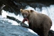 She-bear fishing for salmon (00000934)