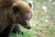 Portrait of a young Brown bear (00001122)