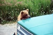 Playing Brown Bear cub on a car (00001160)