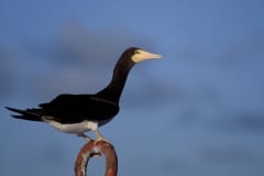 Brown Booby on a buoy (00005290)