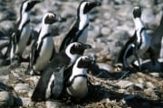 African penguins (00000551)