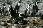 Pinguinkolonie (00000552)