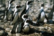 Pinguinkolonie (00000553)