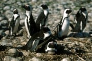 Pinguinkolonie (00000557)