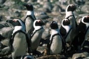Pinguinkolonie (00000558)