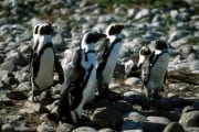 Pinguinkolonie (00000559)