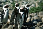 Pinguinkolonie (00000561)