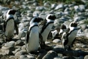 Pinguinkolonie (00000562)