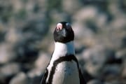 Brillenpinguin/Jackass penguin (00000567)