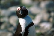 African penguin portrait (00000571)