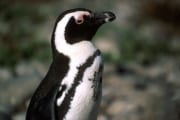 African penguin portrait (00000573)