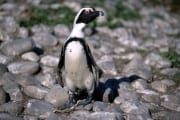 African penguin (00000577)