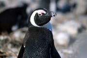 Brillenpinguin/Jackass penguin (00000579)