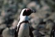African penguin portrait (00000581)