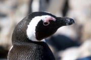 Brillenpinguin/Jackass penguin (00000582)