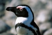 Brillenpinguin/Jackass penguin (00000585)