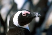 Brillenpinguin/Jackass penguin (00000586)