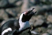 Brillenpinguin/Jackass penguin (00000588)