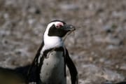 Brillenpinguin/Jackass penguin (00000593)