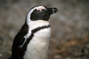 African penguin portrait (00000595)