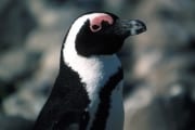 Brillenpinguin/Jackass penguin (00000597)