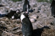 Brillenpinguin/Jackass penguin (00000601)