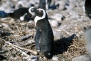 Brillenpinguin/Jackass penguin (00000602)