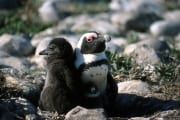 Brillenpinguin/Jackass penguin (00000609)