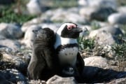 Brillenpinguin/Jackass penguin (00000610)